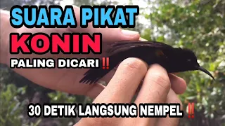 Download SUARA PIKAT KONIN RIBUT PALING AMPUH‼️ MP3