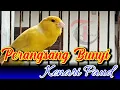 Download Lagu CUITAN KENARI UNTUK MERANGSANG BUNYI KENARI PAUD