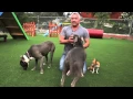 Cesar Millan Explains Do Dogs Get Jealous