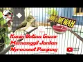 KONIN BETINA GACOR NYRECET PANJANG MEMANGGIL JANTAN