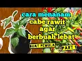 Lagu cara menanam cabe rawit agar berbuah lebat
