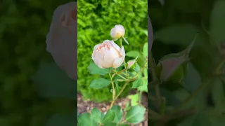 шраб роза цветениероз шантальтомас Chantalthomass розарий розовыйсад дизайнсада ландшафтныйдизайн 