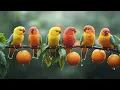 Calming Birds Singing Piano Melody and Soothing Rain Sounds for Studying and Deep Sleep