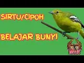 BURUNG CIPOH/SIRTU BELAJAR BUNYI | MMG