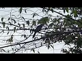 Download Lagu Suara Pikat Burung Trucukan Paling Ampuh