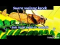 Masteran suara walang kecek/belalang kecek dengan jeda air mengalir