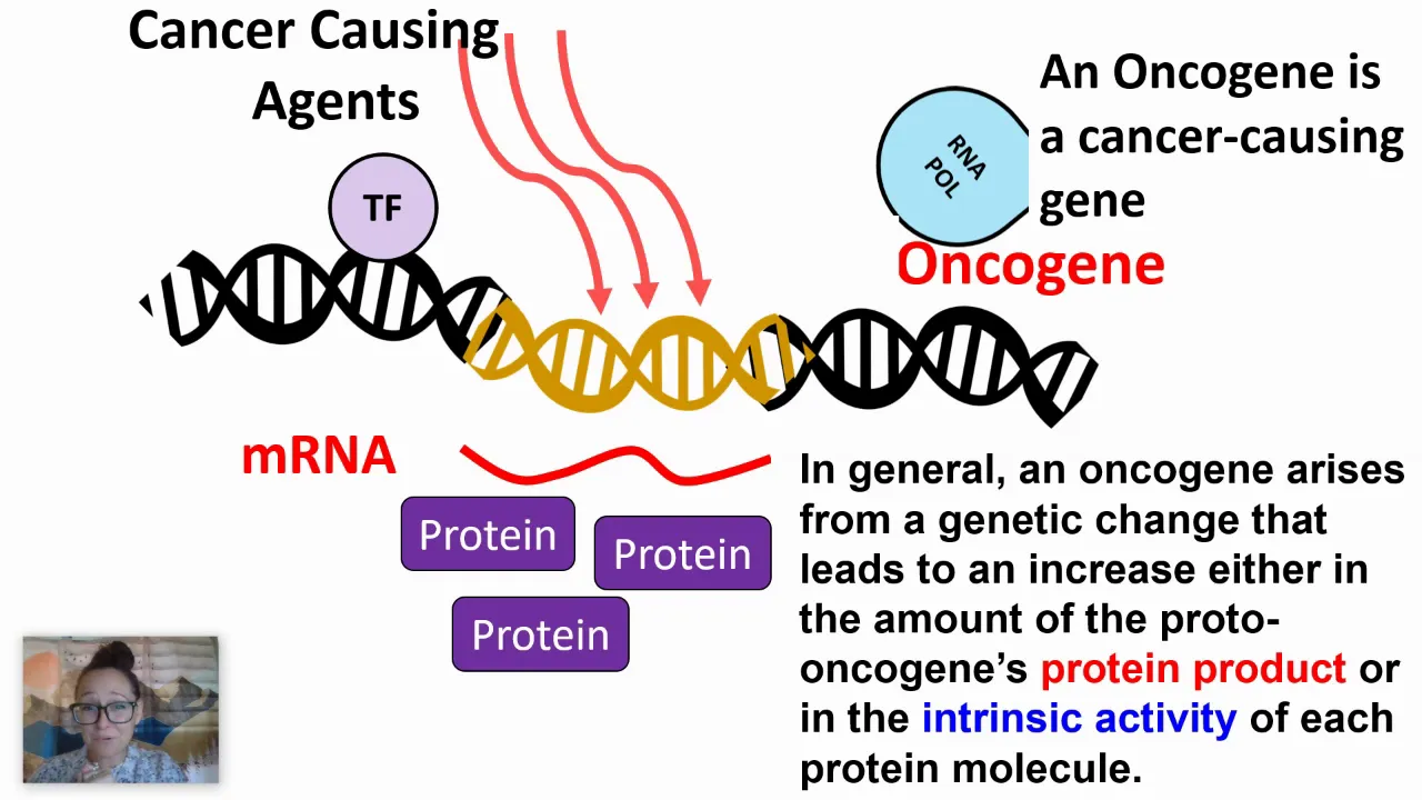 Cell Cycle Regulation (AP Biology 4.7)