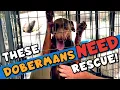 How to Adopt a Doberman I Visit a Rescue Center