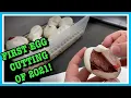 BALL PYTHON EGG CUTTING 21-01 Blackhead Ivory X Specter Reptile Eggs Ball Python Breeding