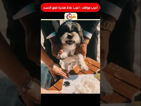 أغرب مواقف : كلب شاهد على عقد زواج