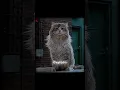 This Scene Will Make You Cry - Nine Lives | Emin Ft. Jony - Каmin (Slowed) (Tiktok Remix) |Omgthedit