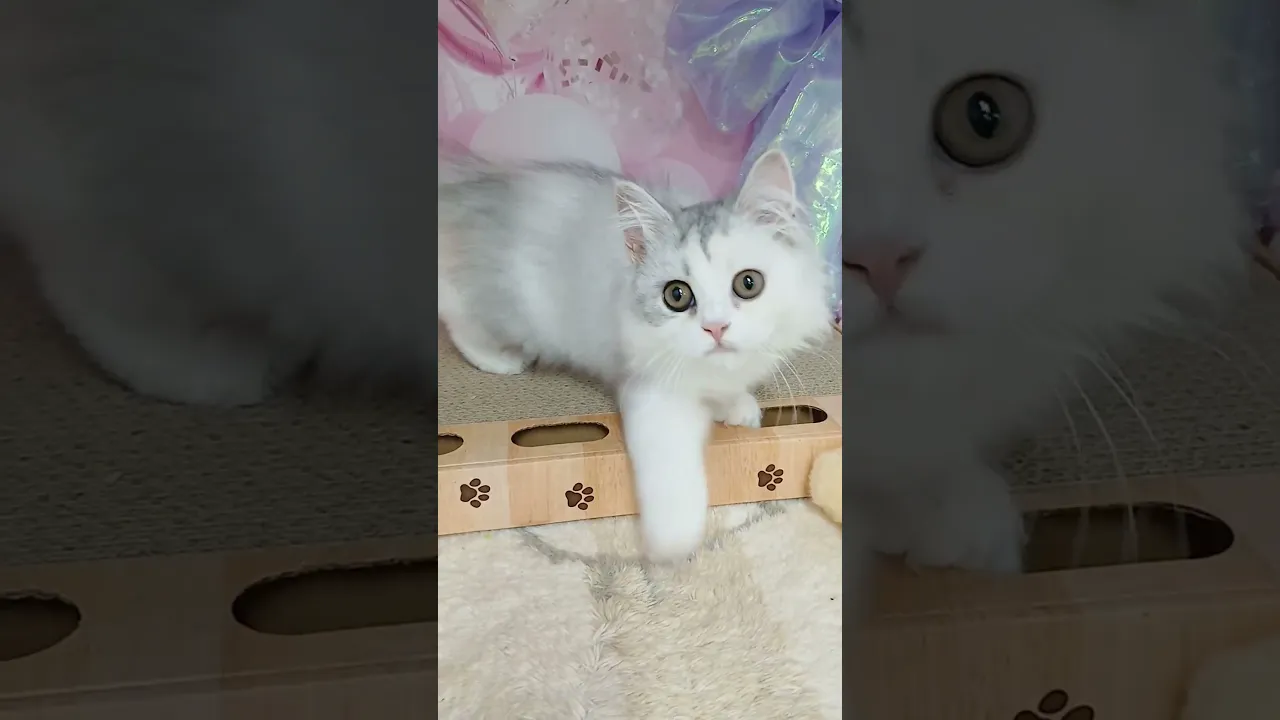 動画