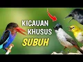 Lagu 7 JENIS BURUNG RAJIN KICAU WAKTU SUBUH