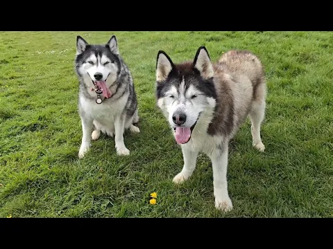 Download MP3 Two Old Huskies Get Together For Some Much Needed Excitment