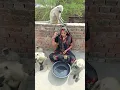 Download Lagu bandar | monkey video | bandar wala | monkey cartoon | bandar wala cartoon | bandar mama🔥#shorts