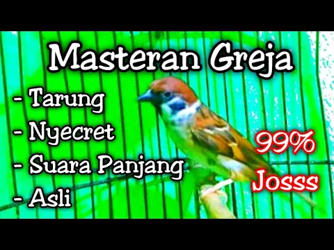 Download MP3 MASTERAN GREJA TARUNG PALING DICARI