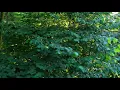 Nature Sounds, Morning Song Of Forest Birds, 24 Hours Sounds Of Nature For Sleep And Relaxation