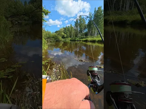 Отличная колебалка от компании #probaits #fishing #рыбалка #cope