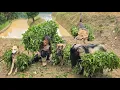 Download Lagu Smart dogs and goats help young Vietnamese girl carry leaves to the field for fertilizer