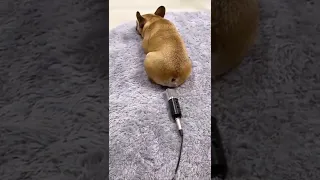 گوزید جلو میکروفون گوز 