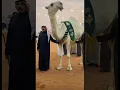 Download Lagu Dubai’s Luxury Bakras for Kurbani Eid!🤔#shorts