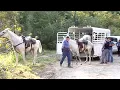 Texas Prison Dogs Unloading To Find Escaped Suspect