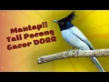 Download Lagu Suara Kicau Burung Seriwang Tali Pocong Gacor Ekor Panjang Ngeroll