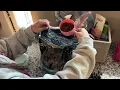 Blue Buffalo Wilderness Puppy Food Review High Protein Grain Free Chicken