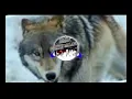 Lagu Dj wolf bass tribos