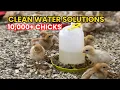 LIVE Keeping Chick Water Clean in Deep Litter Day 10 Farm Management