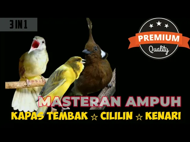 Download MP3 Masteran Ampuh Kombinasi Cililin 🔴 Kapas Tembak 🔴 Kenari