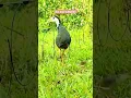 Download Lagu Terlijat jelas saat ruak ruak ini terkena jerat racik.Mantap  😁 #birdtrap #birds #ruakruak