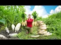 Download Lagu Harvesting Radish and Selling at Countryside Market – Sugarcane Farm Destroyed | Phuong Harvest Life