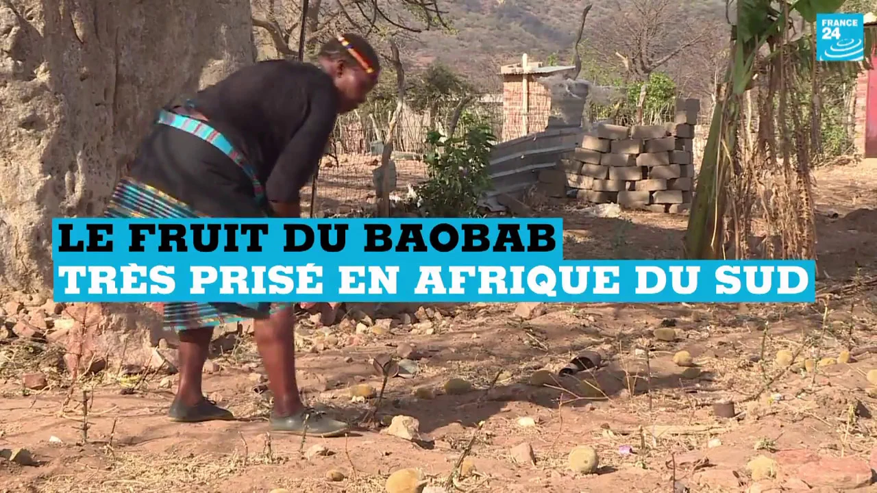 Le fruit du baobab très prisé en Afrique du Sud