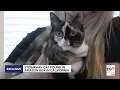 Utahns reunited with pet cat they accidentally shipped with Amazon return