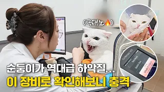 순둥이가 갑자기 역대급 하악질을 한 소름 돋는 이유(feat.젠바디)