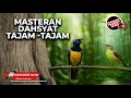 Download Lagu Masteran Dahsyat Roll Tembak Tajam-Tajam Cucak Cungkok Super Gacor vs Kolibri Manggar Betina Gacor