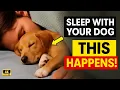 Download Lagu Als je elke nacht met je hond slaapt, zal DIT gebeuren