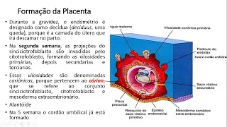 REVISÃO EMBRIOLOGIA Placenta