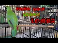 Download Lagu TREK CUCAK IJO SEBELUM LOMBA,PART 1