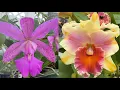 Download Lagu Cattleya Magairlin and Rlc. Amazing Thailand 'Finer Flare'