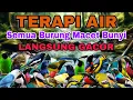 Download Lagu HITUNGAN DETIK BURUNG MACET BUNYI LANGSUNG GACOR, TERAPI AIR UNTUK SEMUA JENIS BURUNG MACET BUNYI