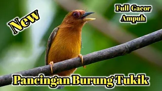 Download Sound . Suara Pikat Burung Tukik Full Gacor . 🔊 MP3