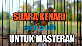 cukup 5 detik kenari manapun akan ikut gacor dengan pancingan kenari gacor jeda rapat ini 