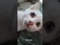Download Lagu Piu...piu...iu.. #kitten #cat #cute