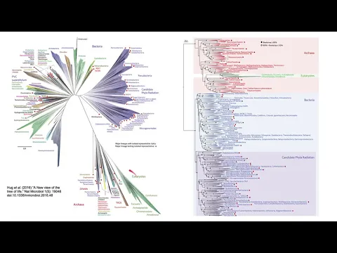 Phylogenetic reconstruction
