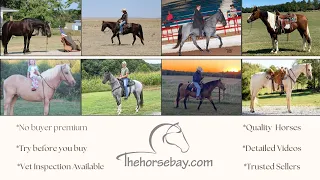 HORSES FOR SALE ON THEHORSEBAY COM