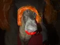 Download Lagu https://vt.tiktok.com/ZSAPo4Uw5/ #babycat #kitten #meow #youtubeshorts #catlo