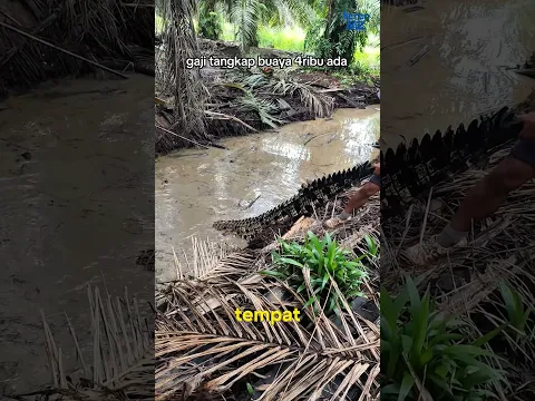 kenapa pemanen sawit takut mengambil buah yang jatuh ke parit??