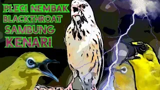 masteran pleci nembak blackthroat menjadi syahdu masteranpleci